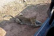 Ein Leopard direkt neben unserem Auto im South Luangwa National Park
